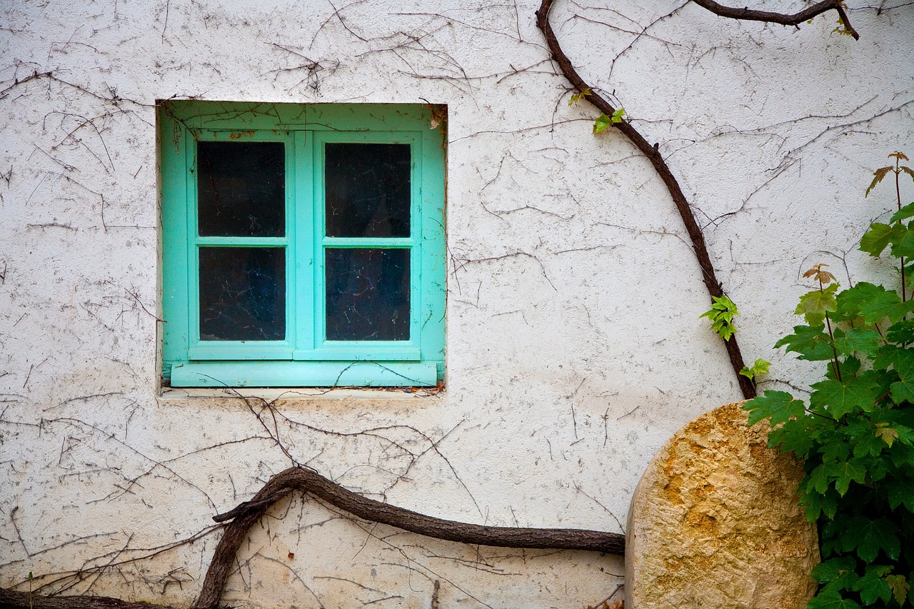 vine window grapes free photo