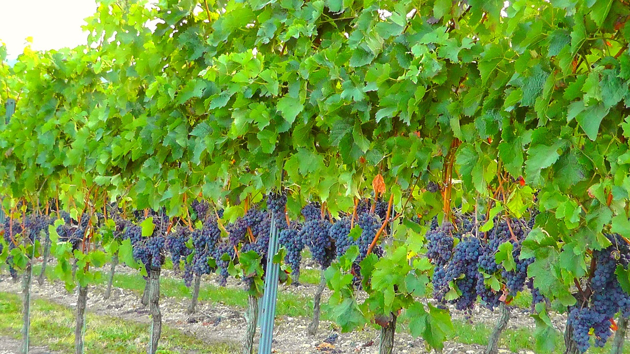 vine vineyard winegrowing free photo