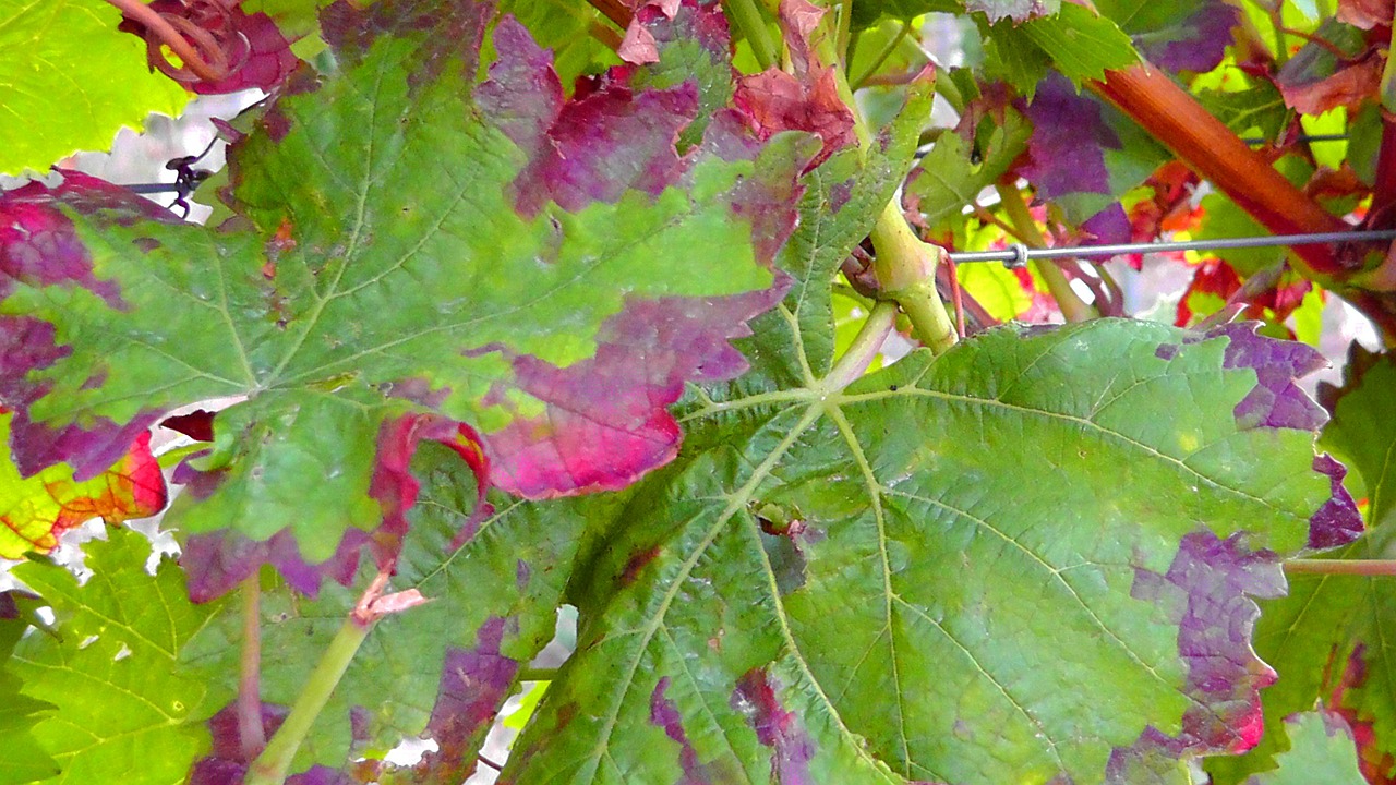 vine winegrowing vines free photo