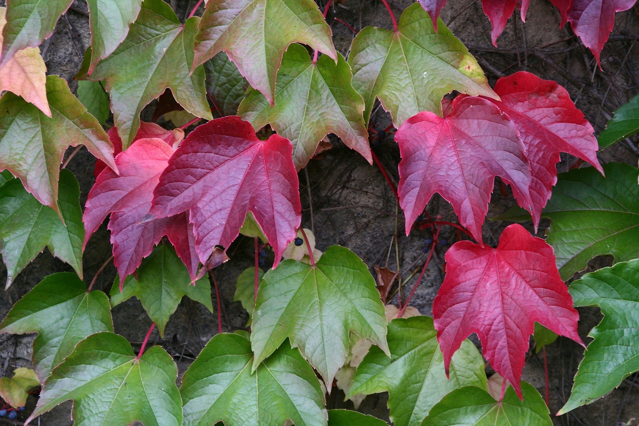 vine autumn plant free photo