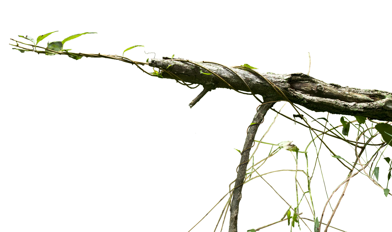 vine cutout branch free photo