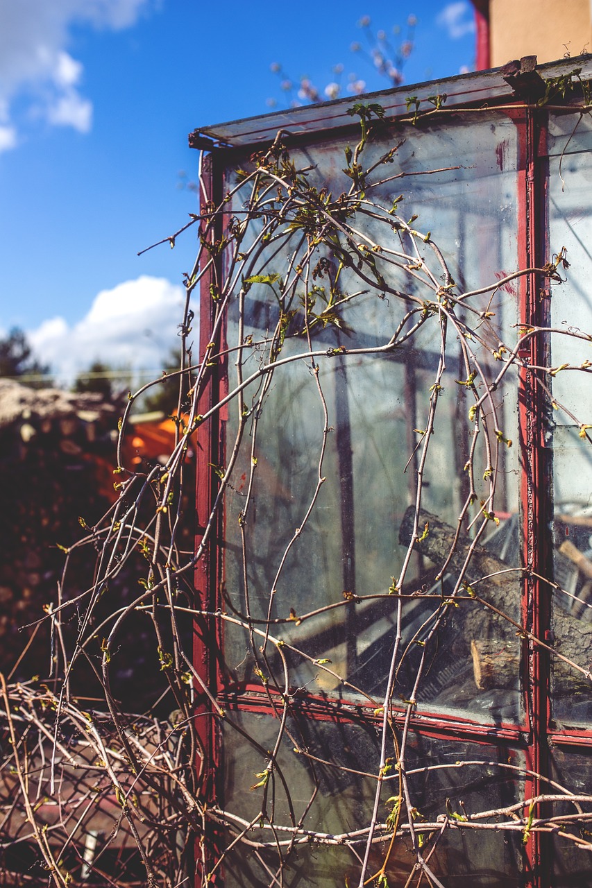 vine greenhouse leaves free photo