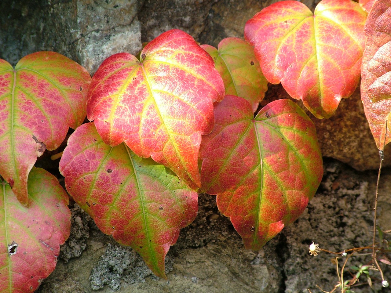 vine autumn plant free photo