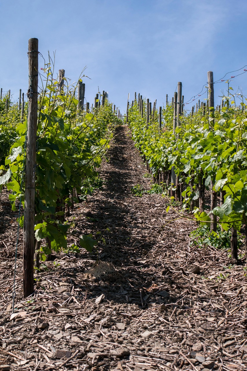 vine wine winegrowing free photo