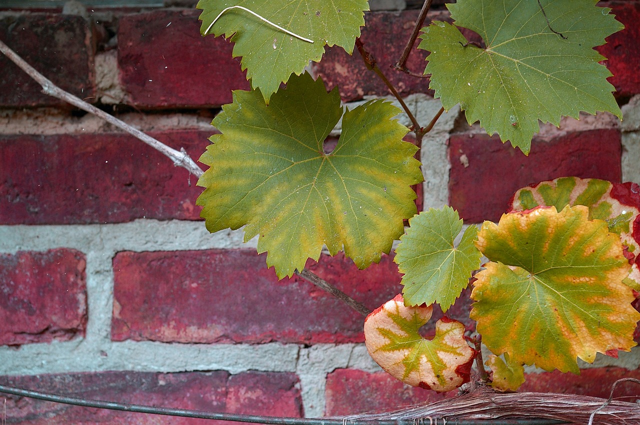 vine vine leaves wine free photo
