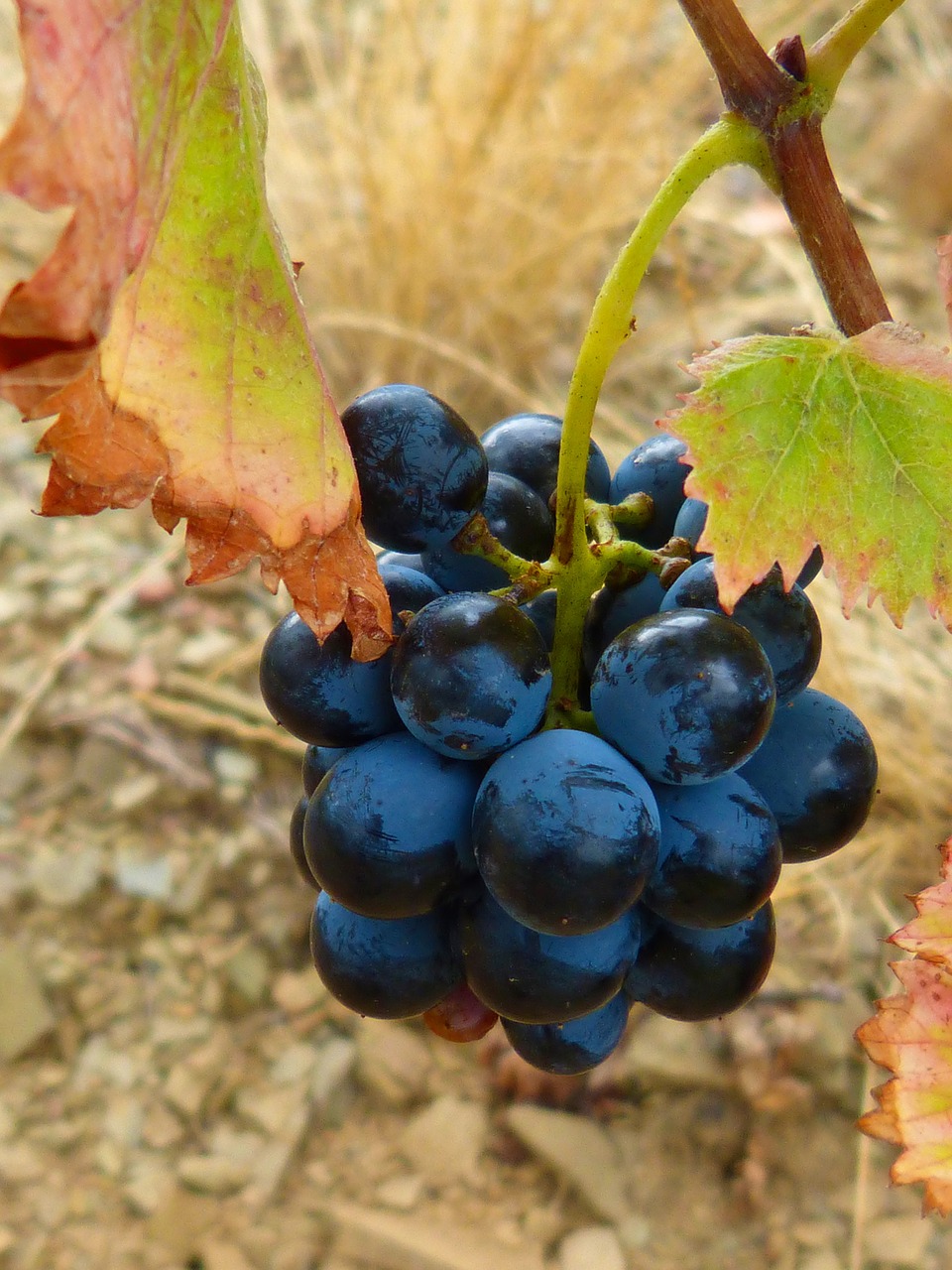 vine grape garnatxa free photo