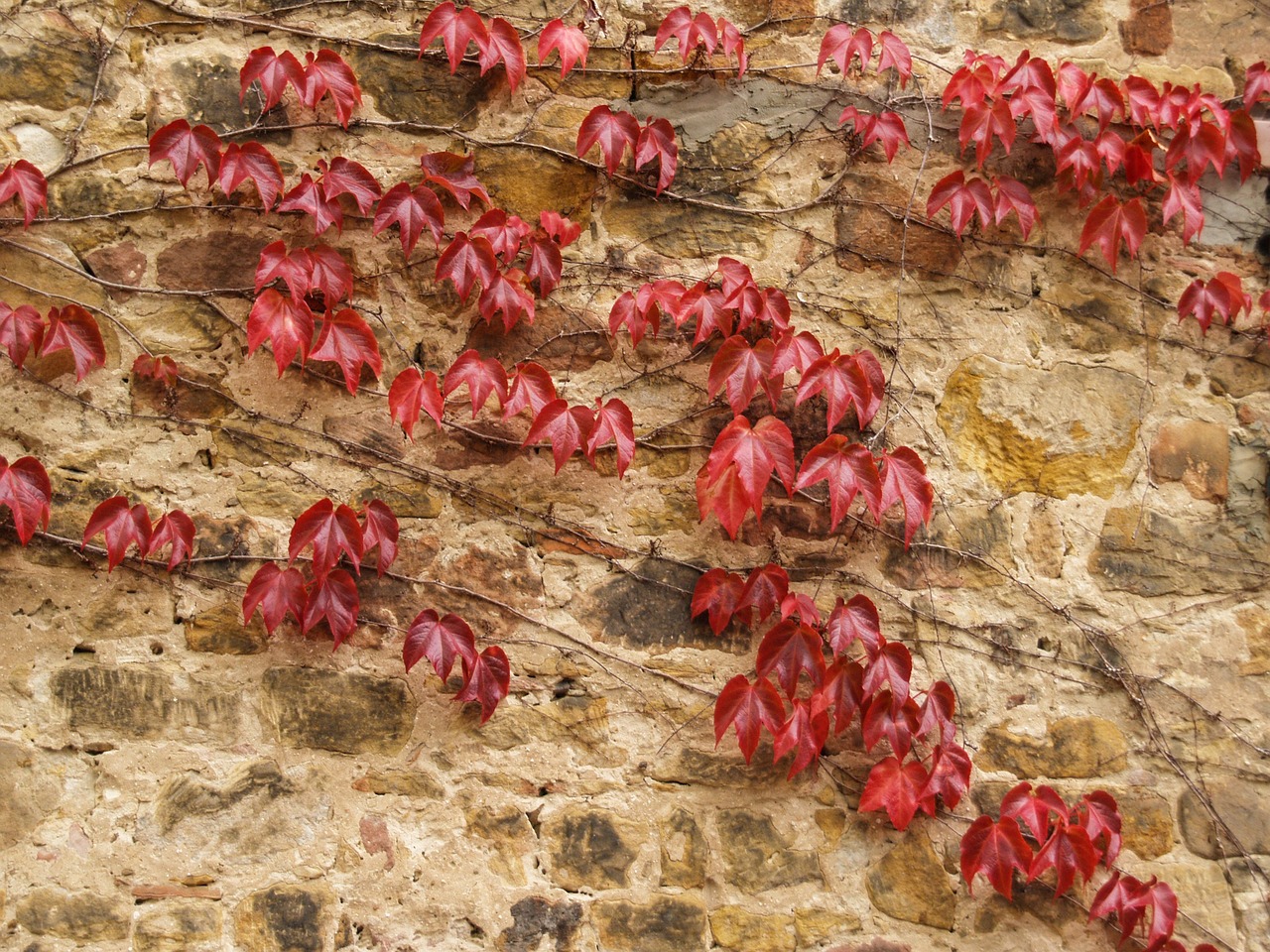 vine old brick wall wall free photo