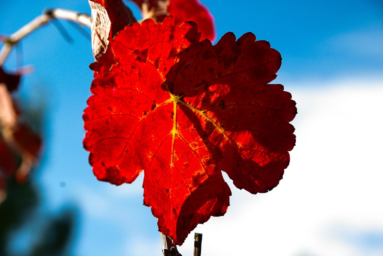 vine vine leaf fall free photo