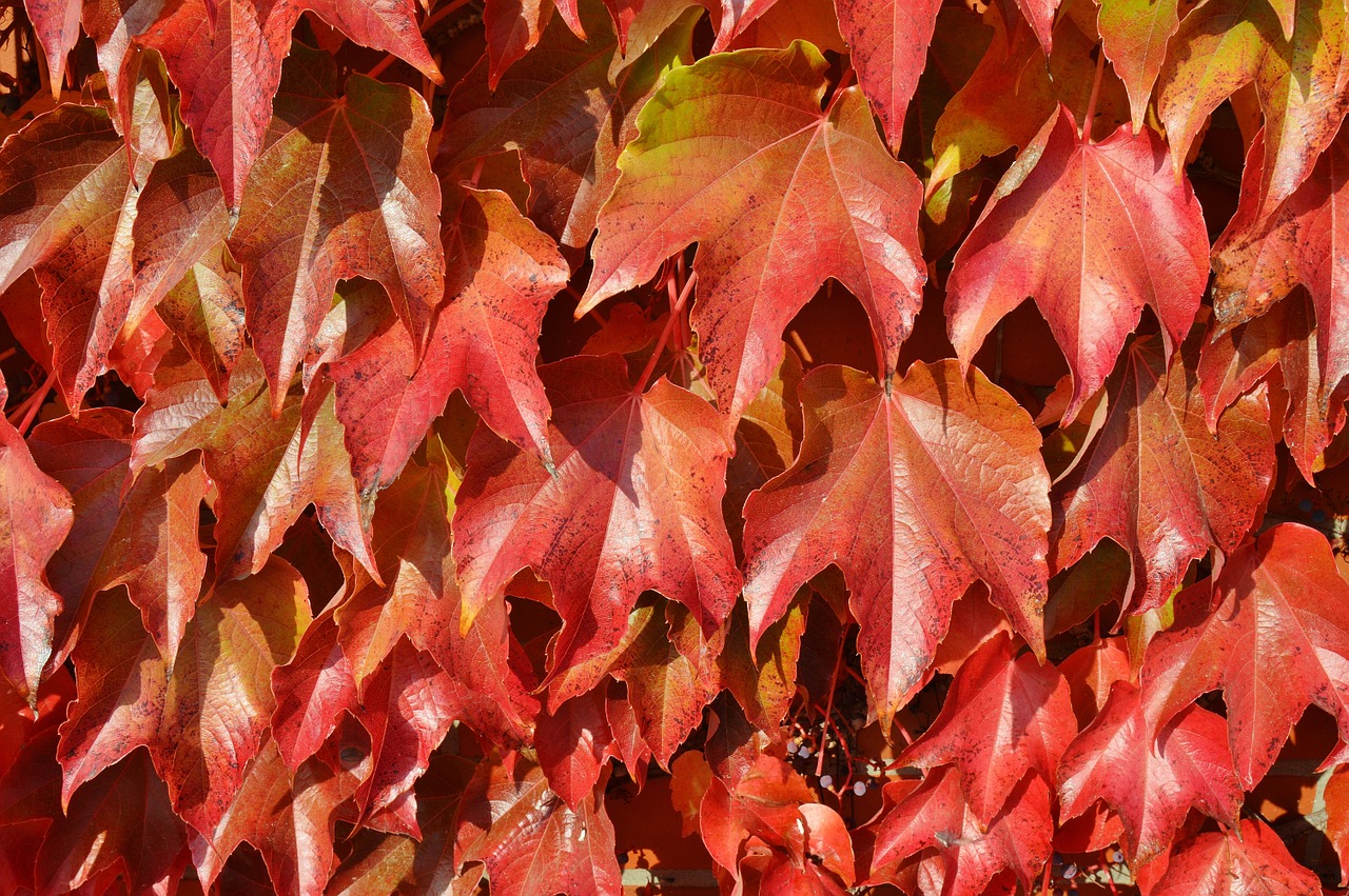 vine leaves red free photo