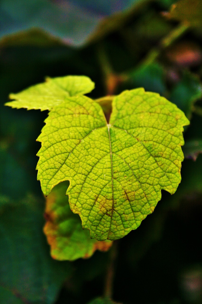 vine leaf leaf grape free photo