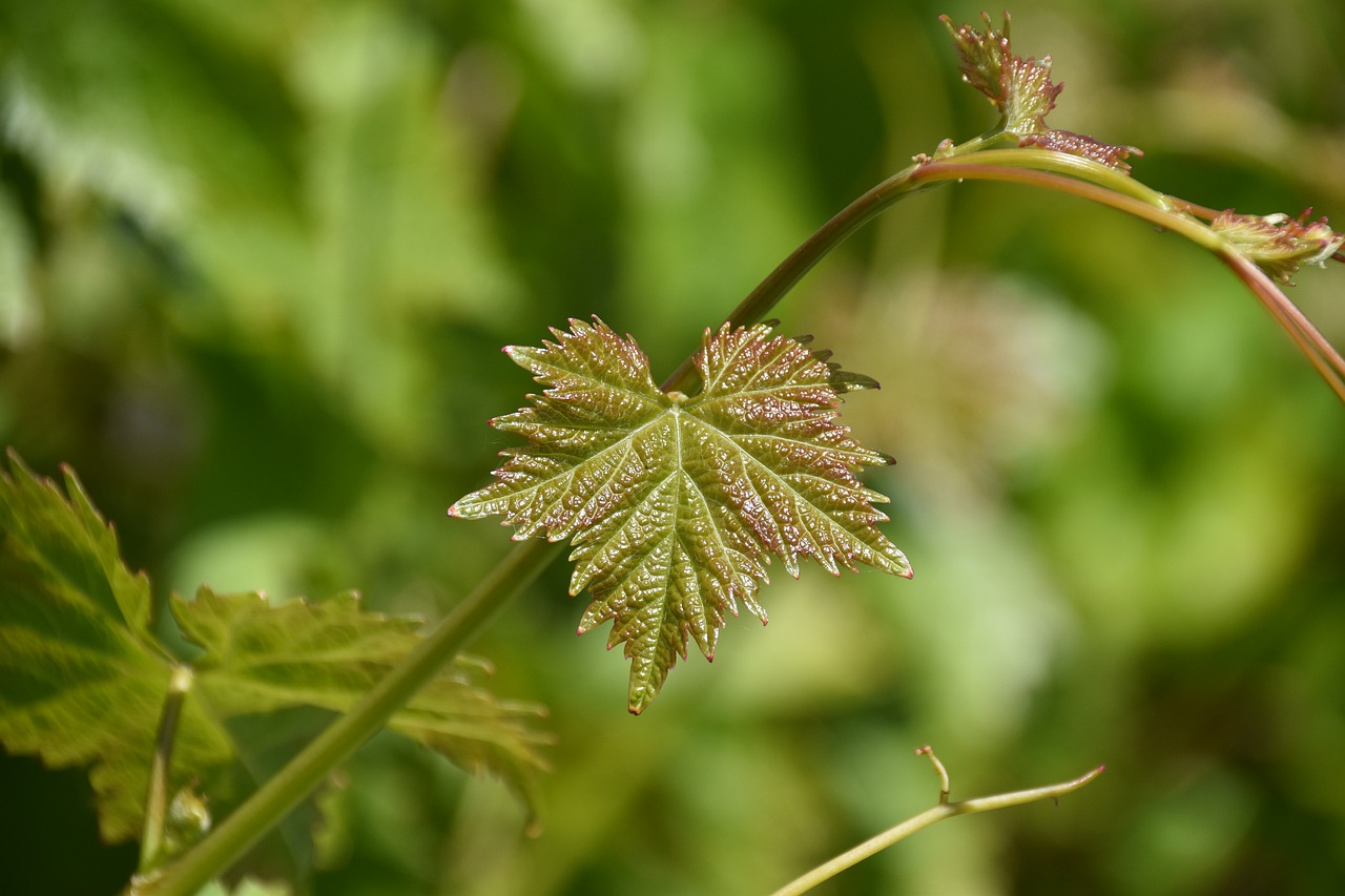 Молодой виноградный лист