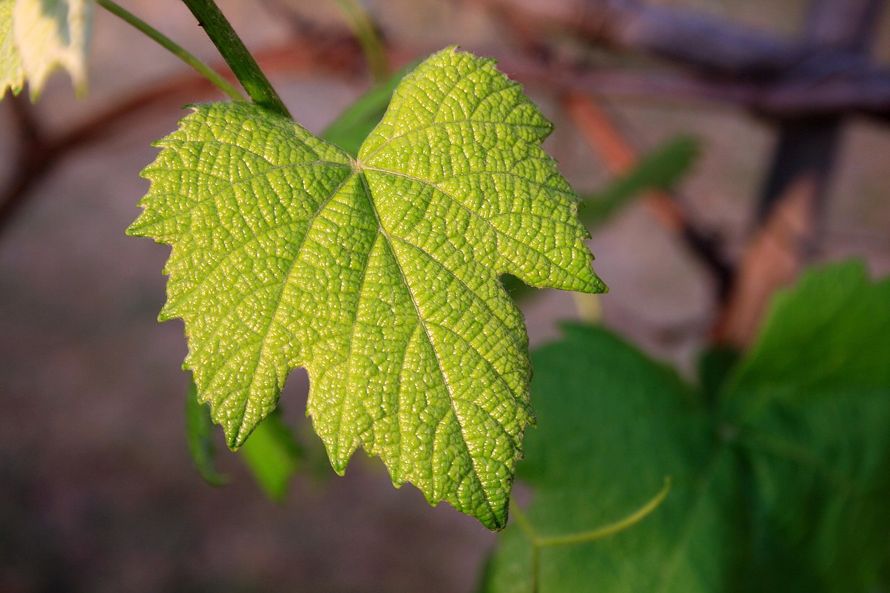 vine leaf young green free photo