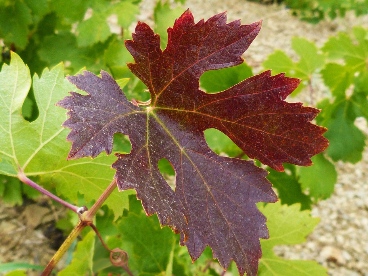 vine leaf red autumn free photo