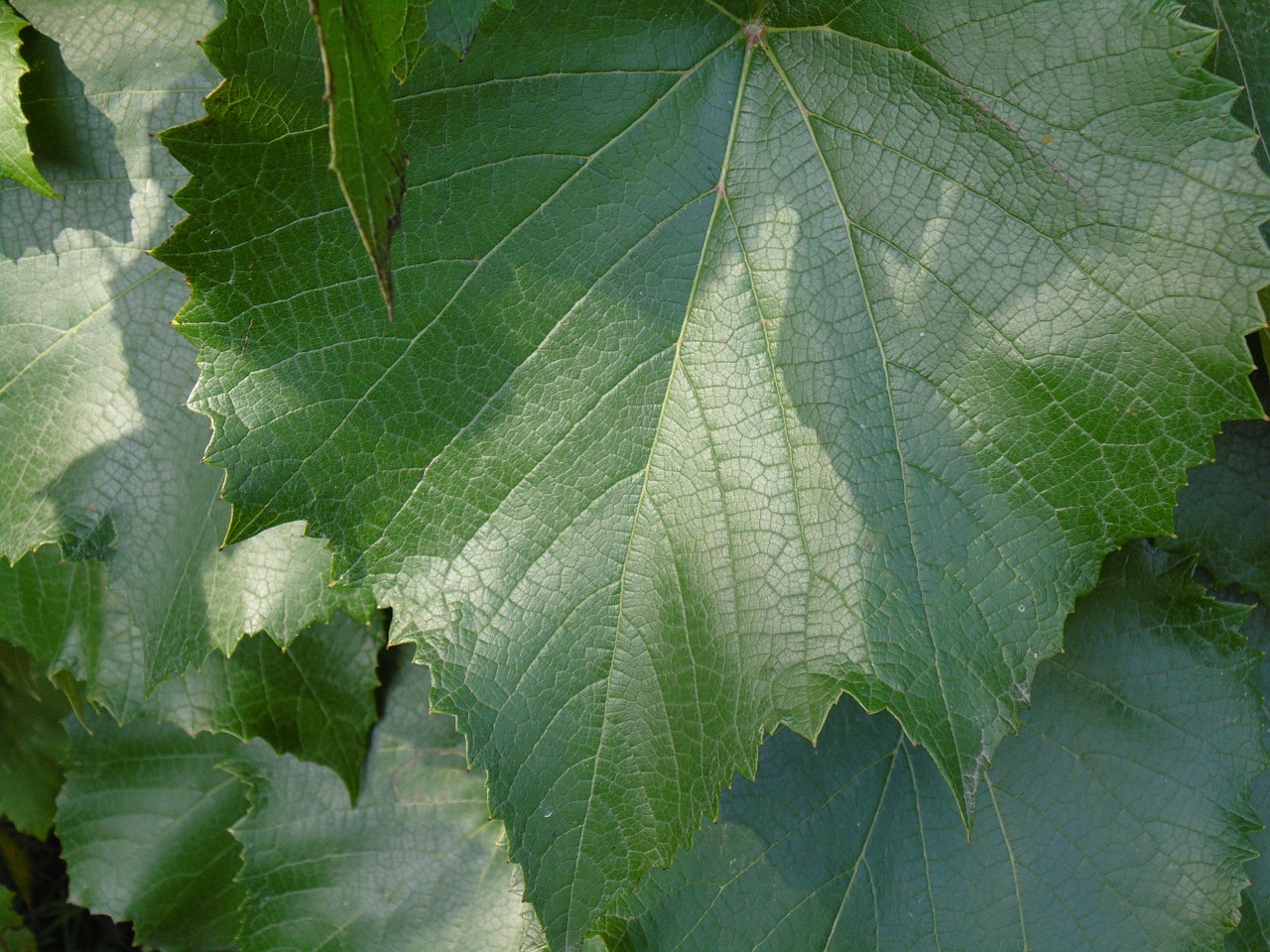 vine leaf leaf green free photo