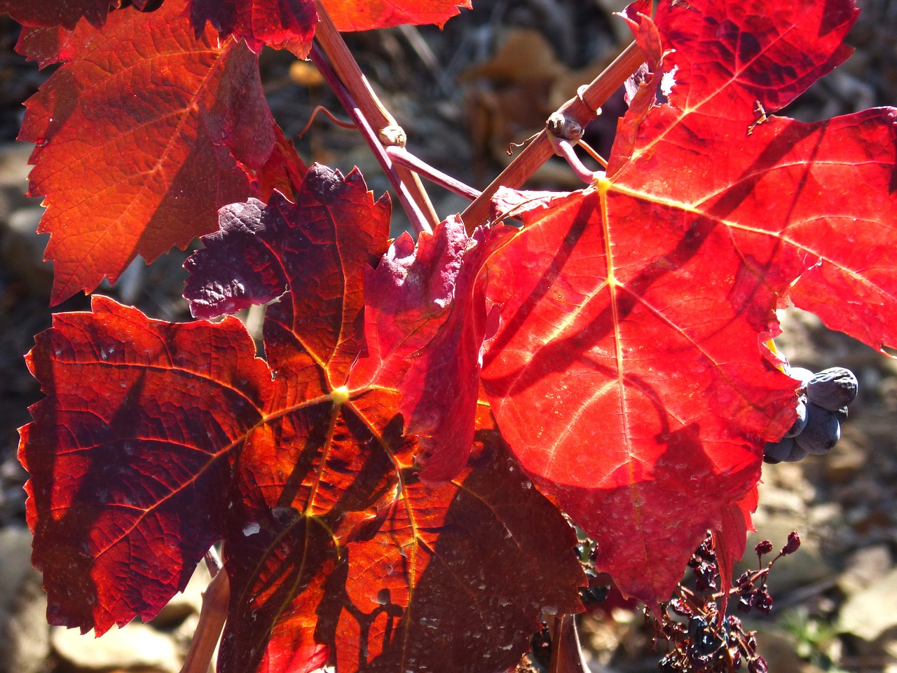 vine leaf vine vineyard free photo