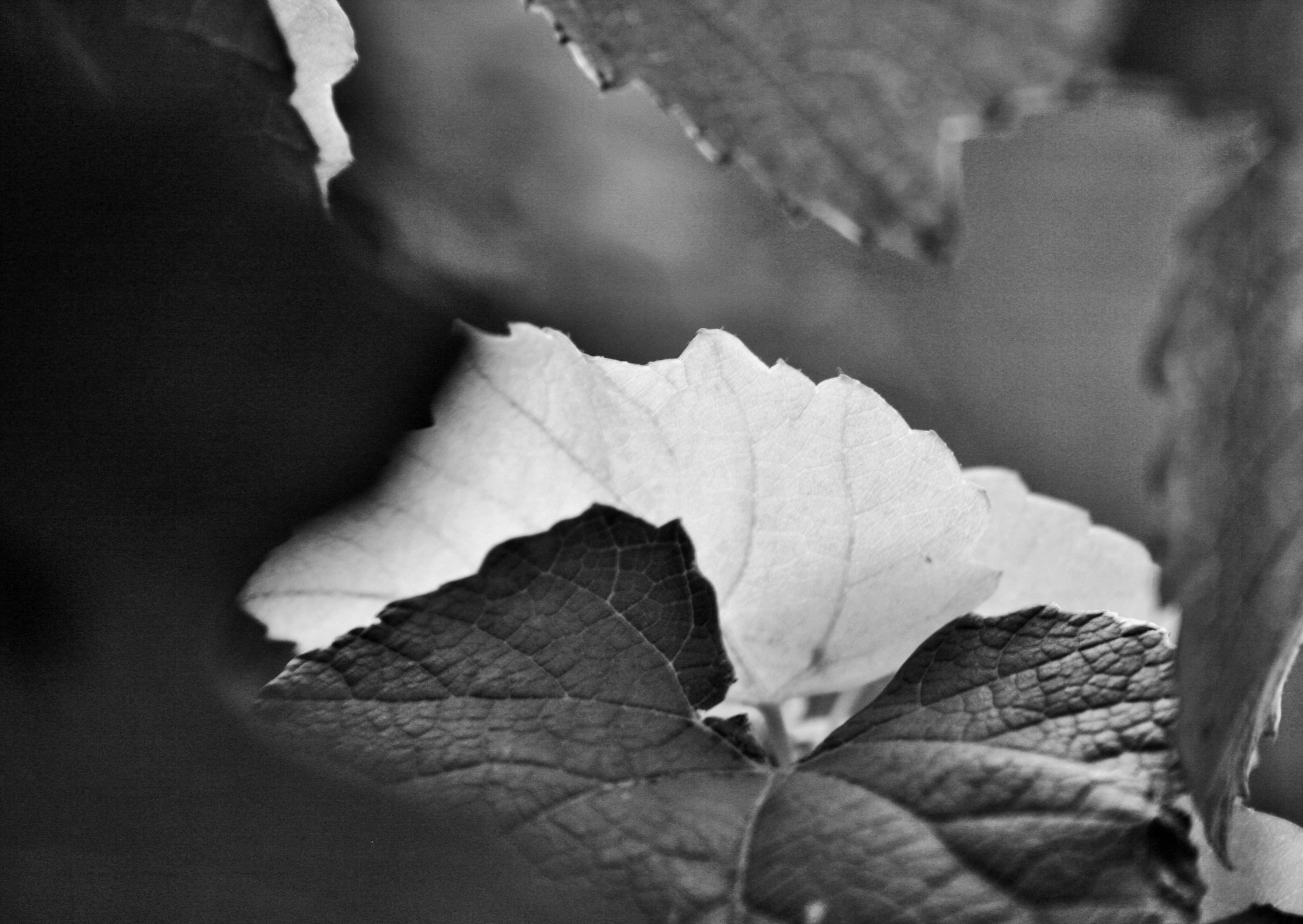 vine-grape-leaves-black-white-vine-leaf-texture-colour-contrast