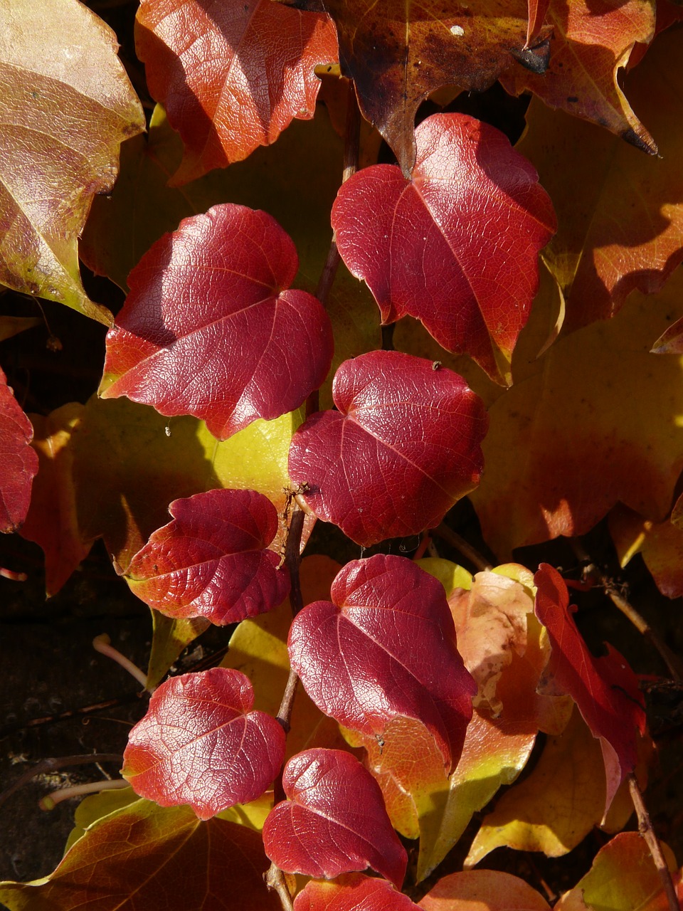 vine leaves wine partner coloring free photo