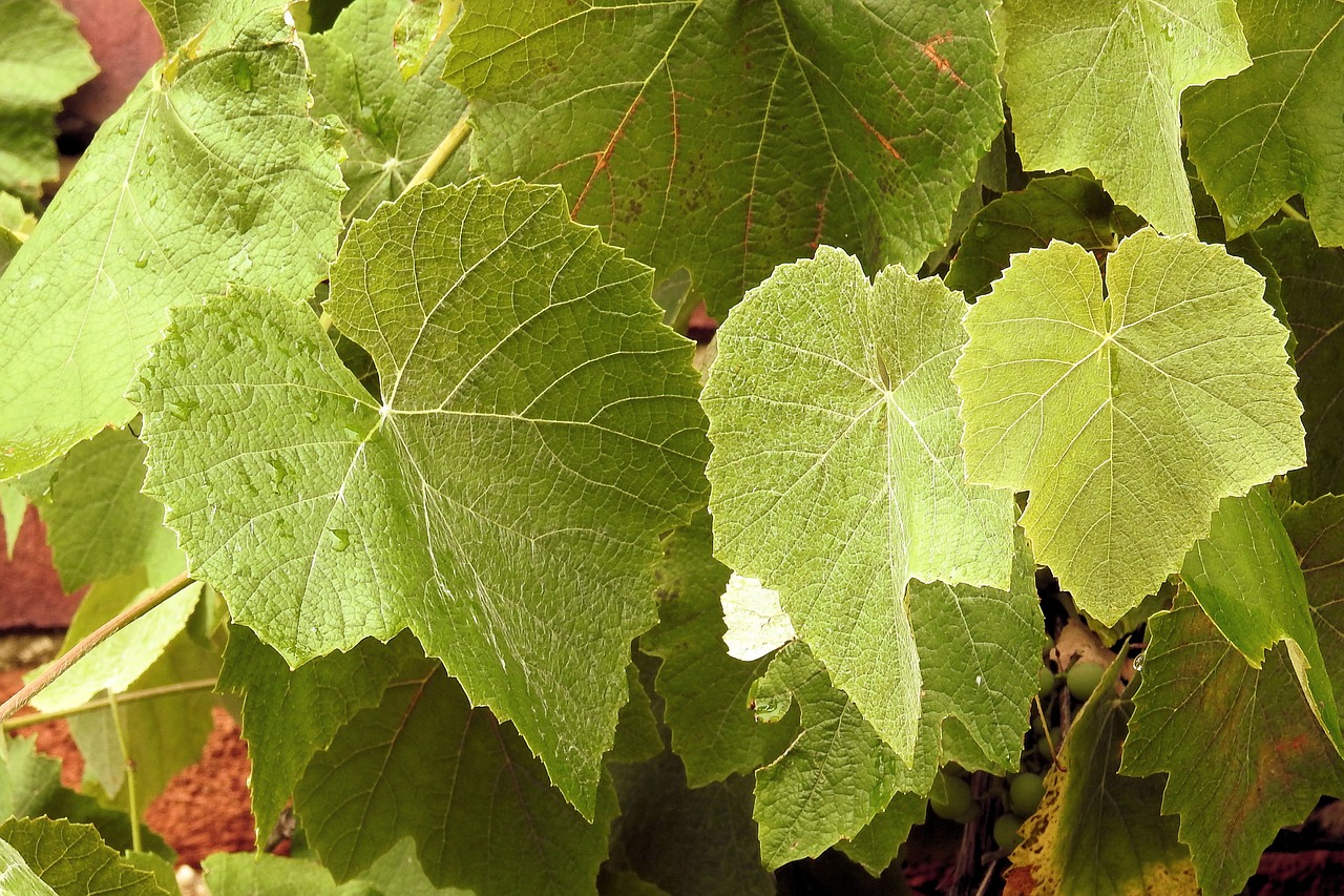 vine leaves green wine leaf free photo