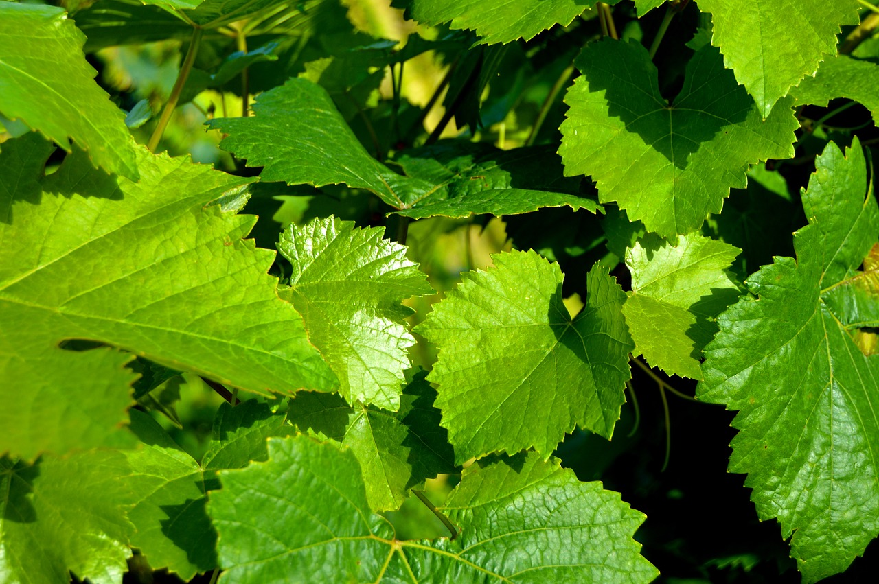 vine leaves rebstock grapes free photo