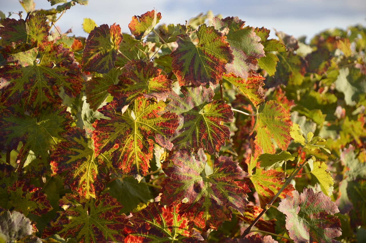 vine leaves vine foliage free photo