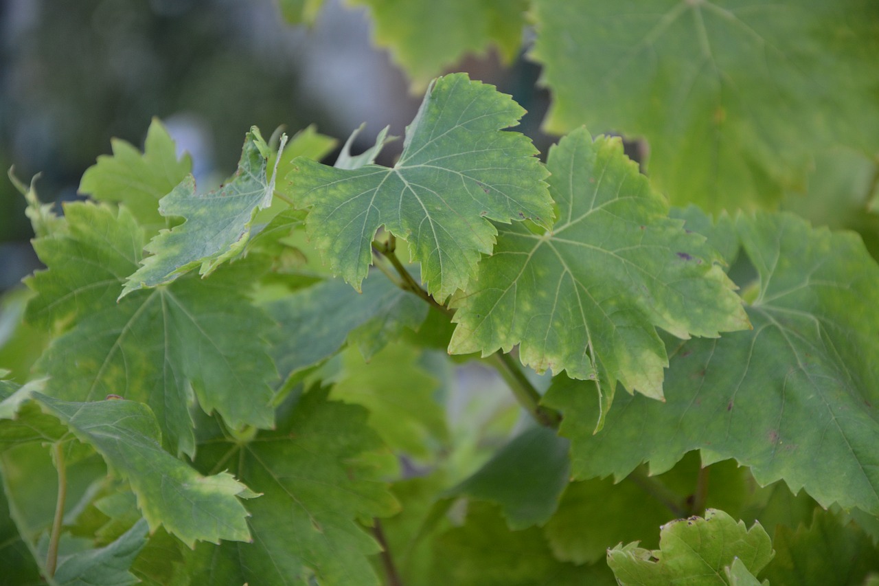 vine leaves green leaves green foliage free photo