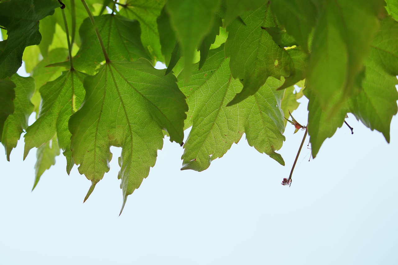 vine leaves leaves climber free photo