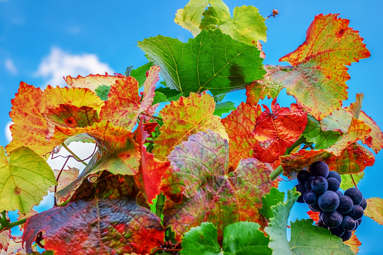 vine leaves  leaves  bright free photo