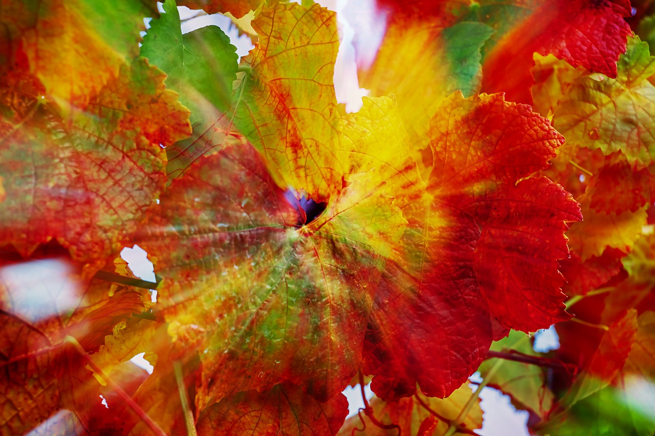 vine leaves  double exposure  leaves free photo