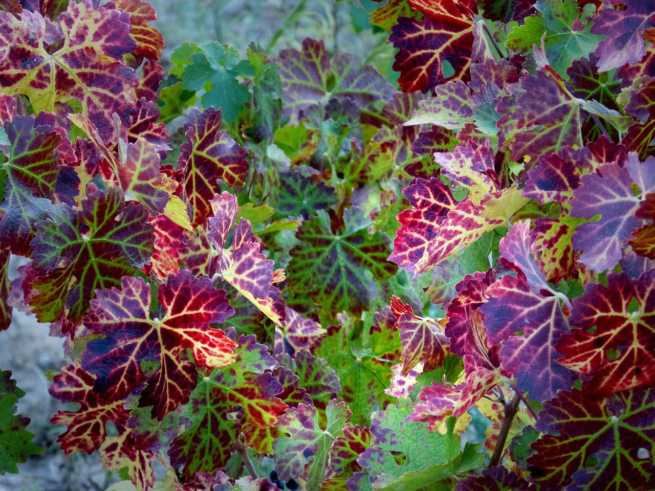 vine leaves red autumn free photo