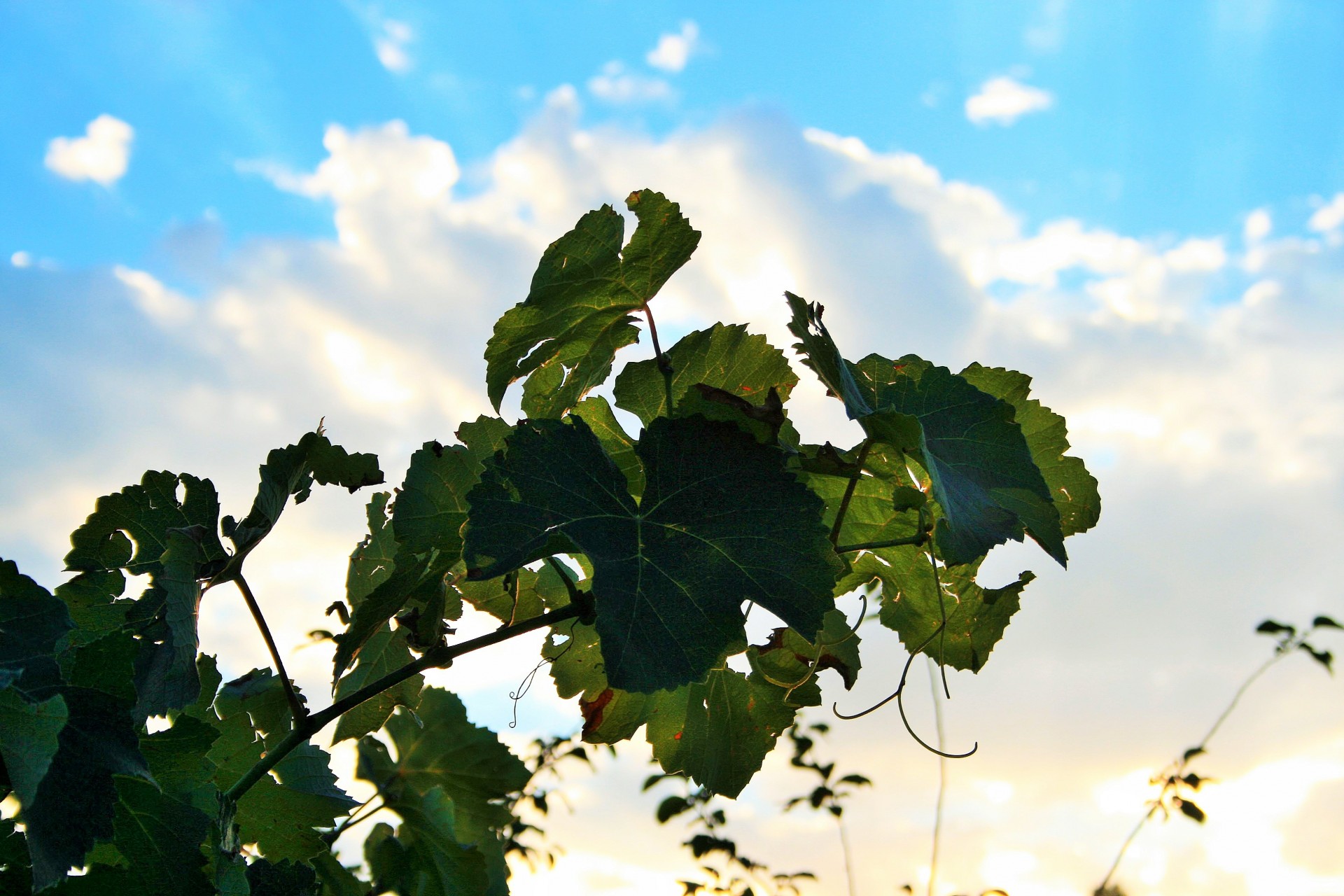 sky clouds leaves free photo