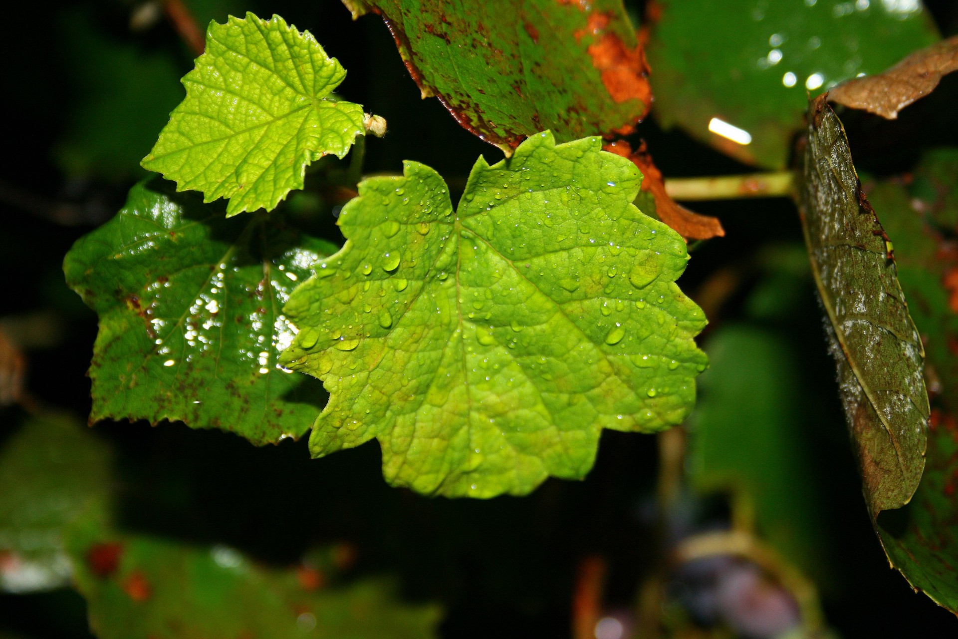 leaf vine green free photo