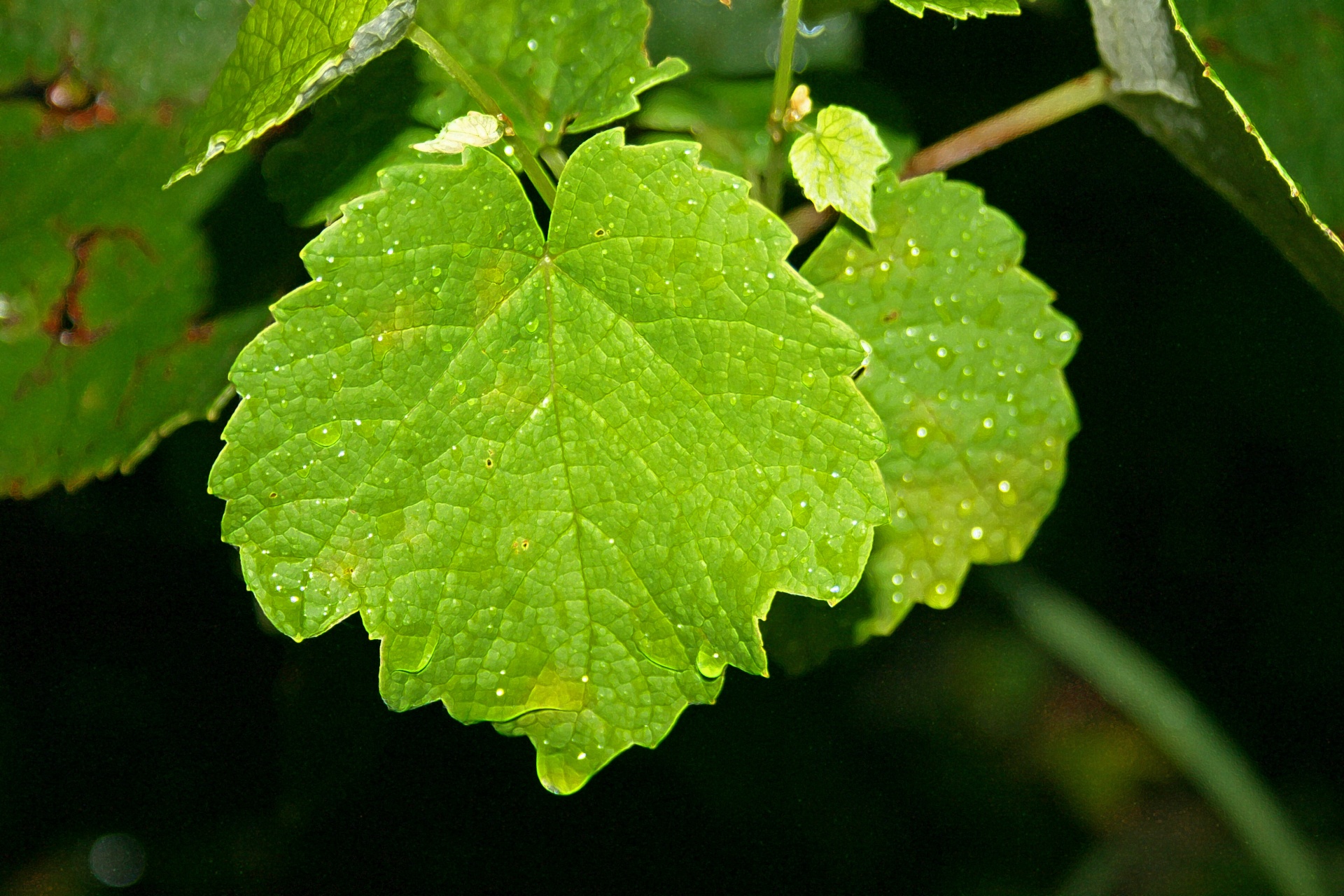 leaves vine grape free photo