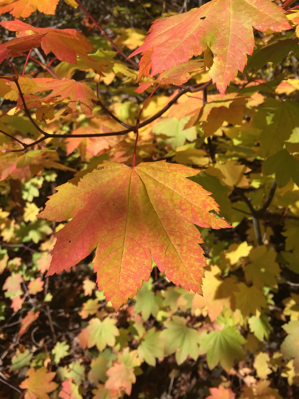 vine maple leaf autumn free photo