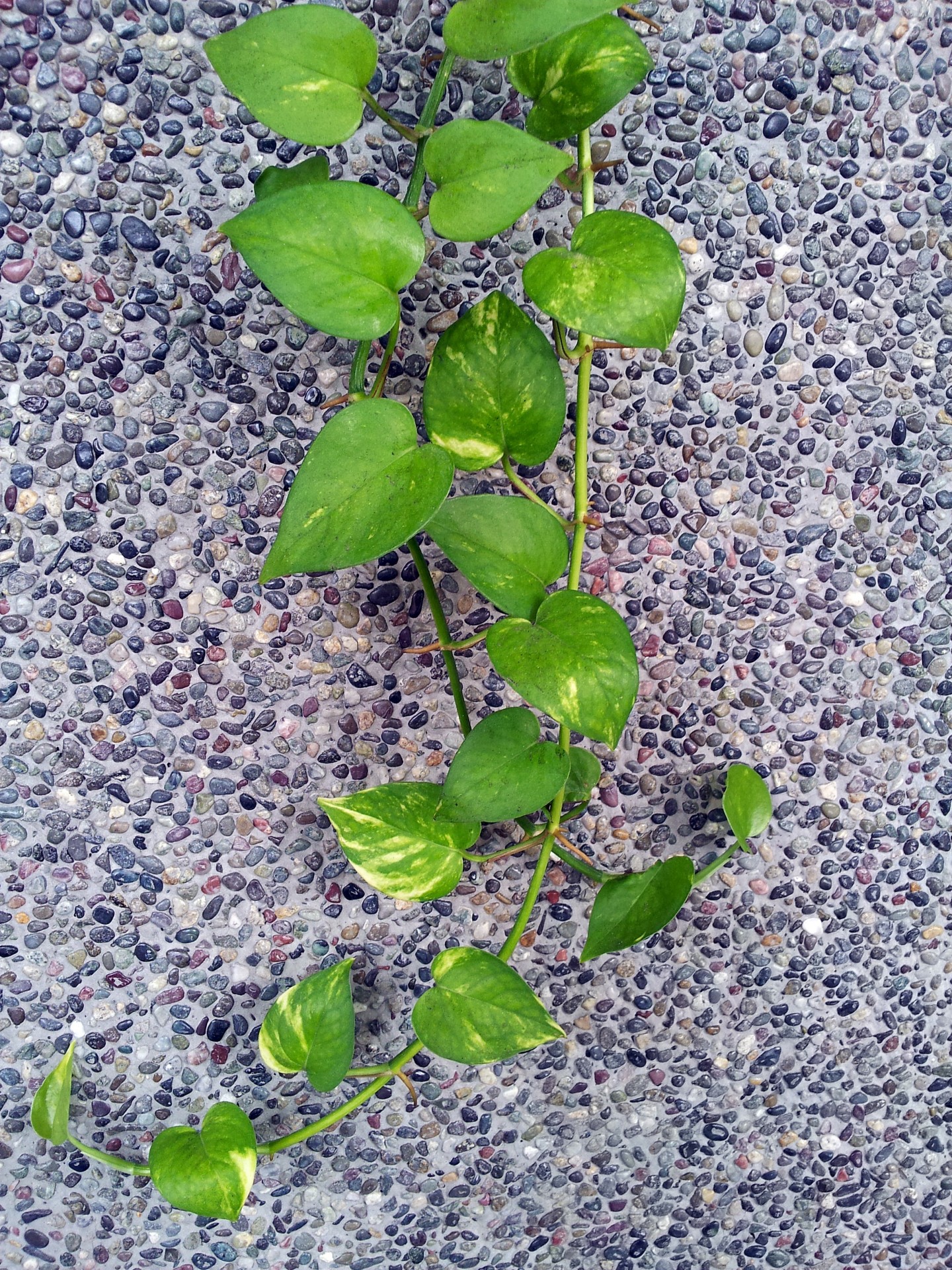 vine plant wall free photo