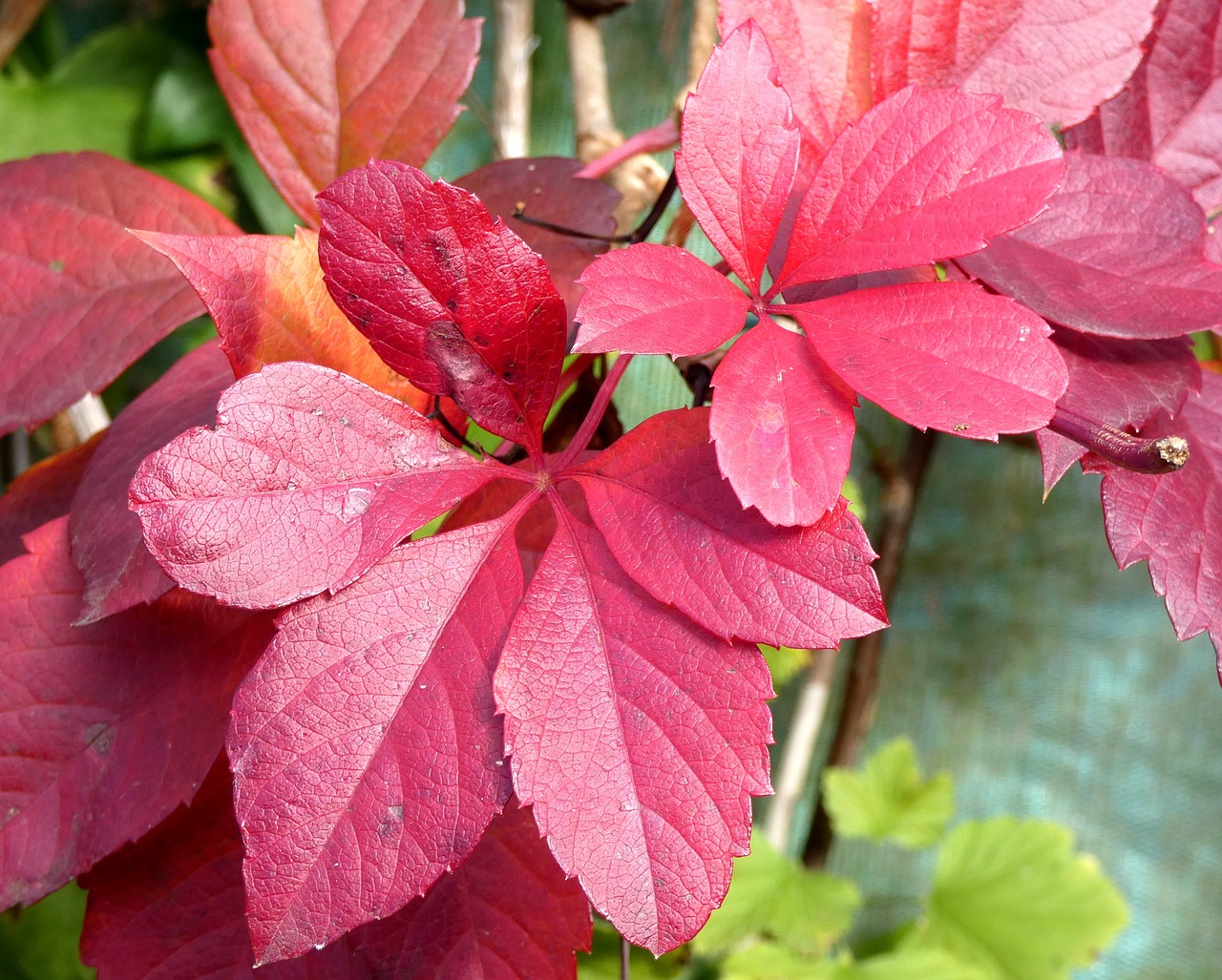 vine-virgin  leaf  color free photo