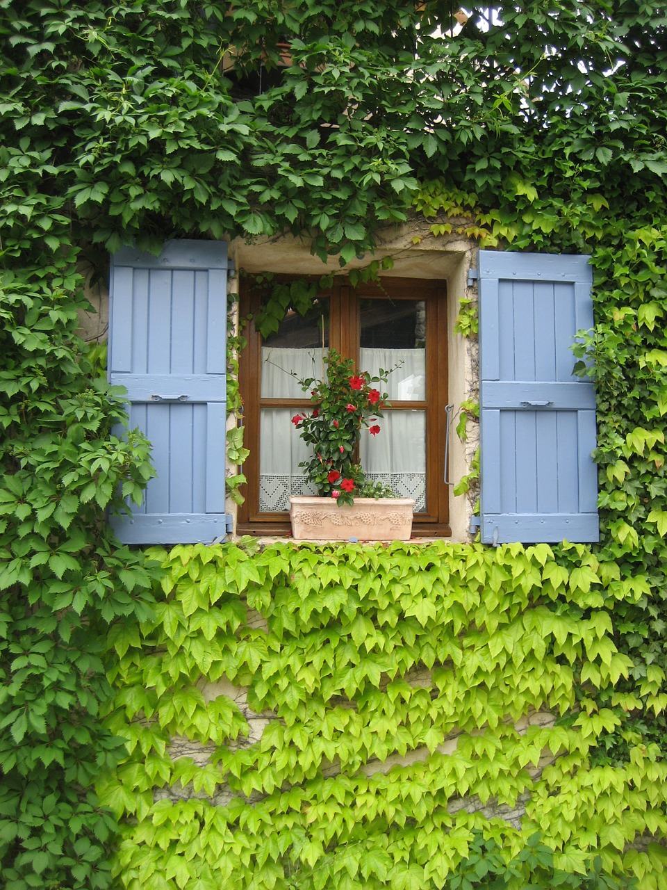 vines shutters provence free photo