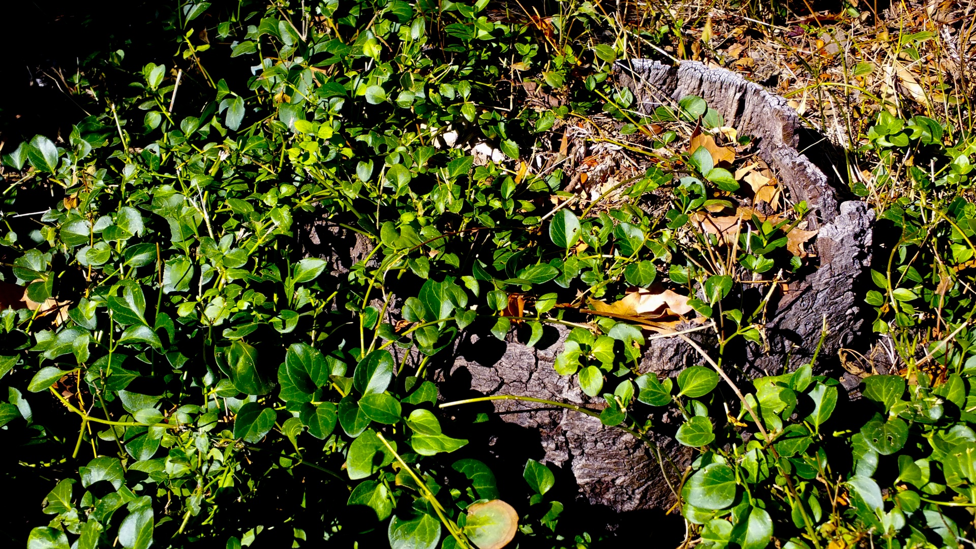 green leaf vines free photo