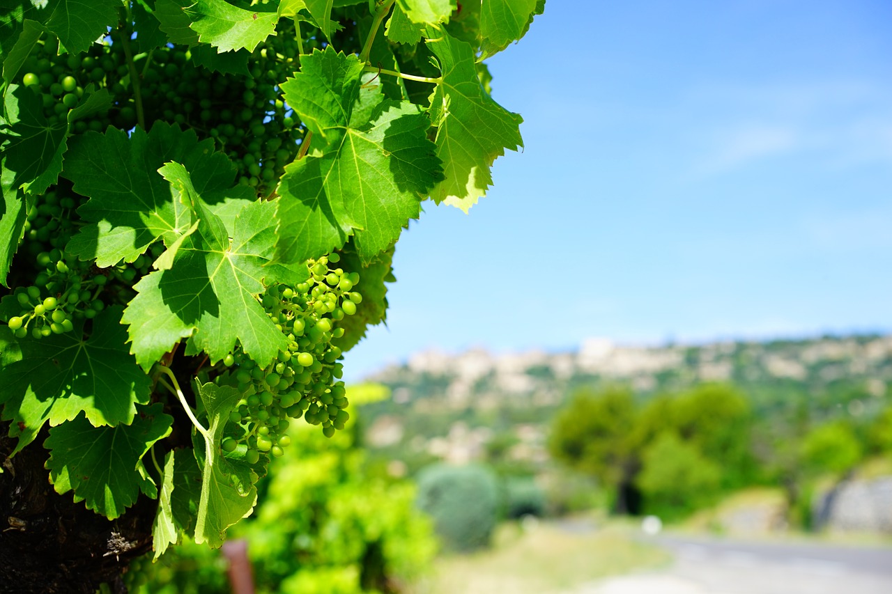 vines grapes mature free photo