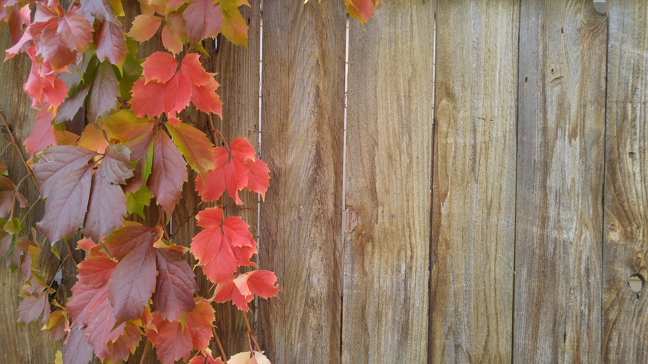 vines autumn greeting card free photo