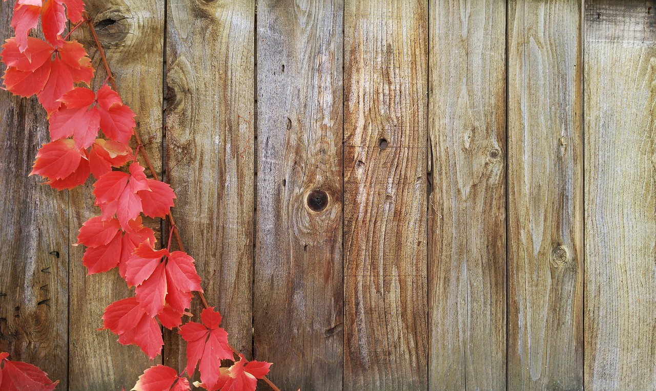 vines autumn greeting card free photo