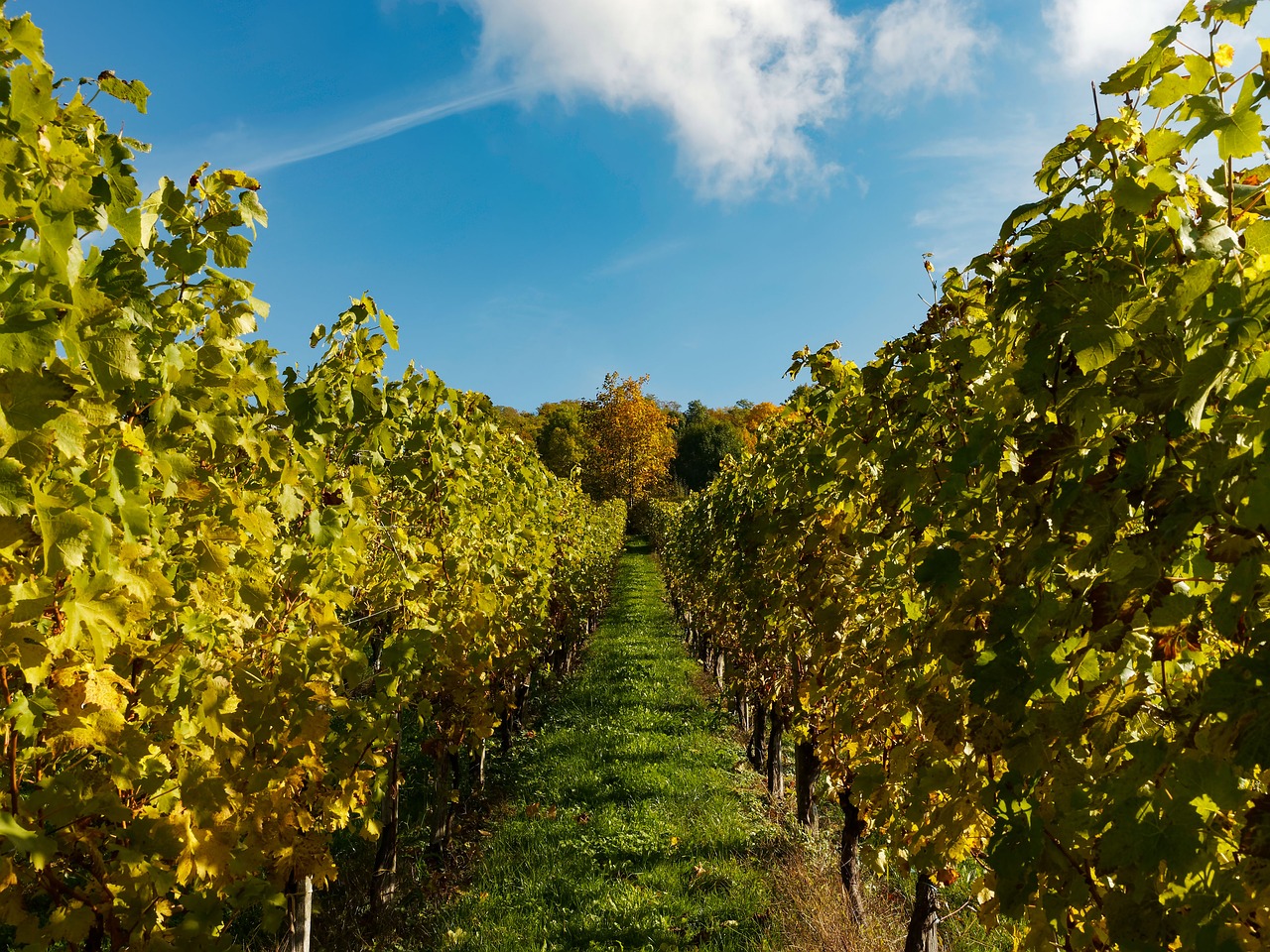 vines vineyards fall free photo