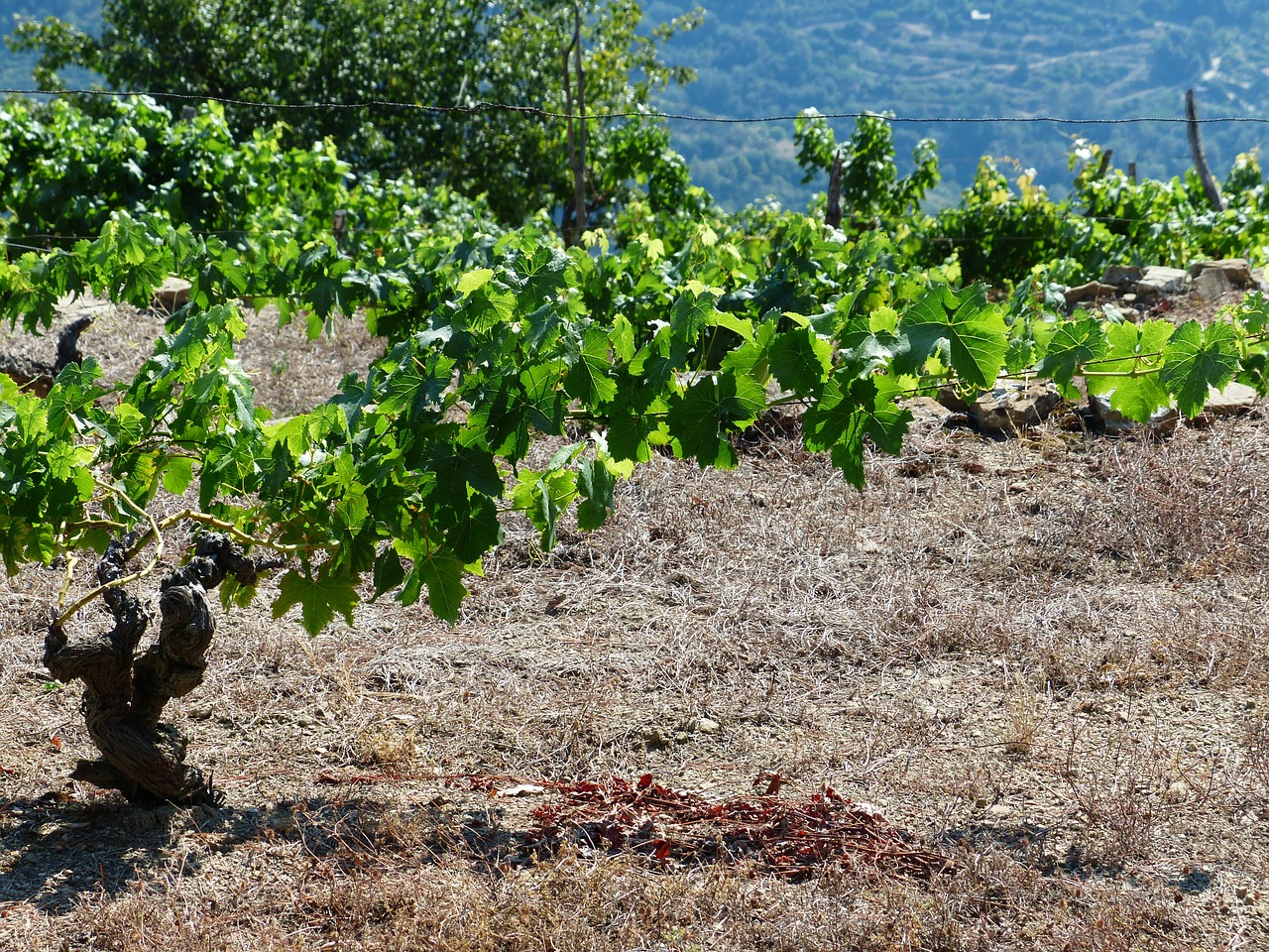 vines grapevines ranke free photo