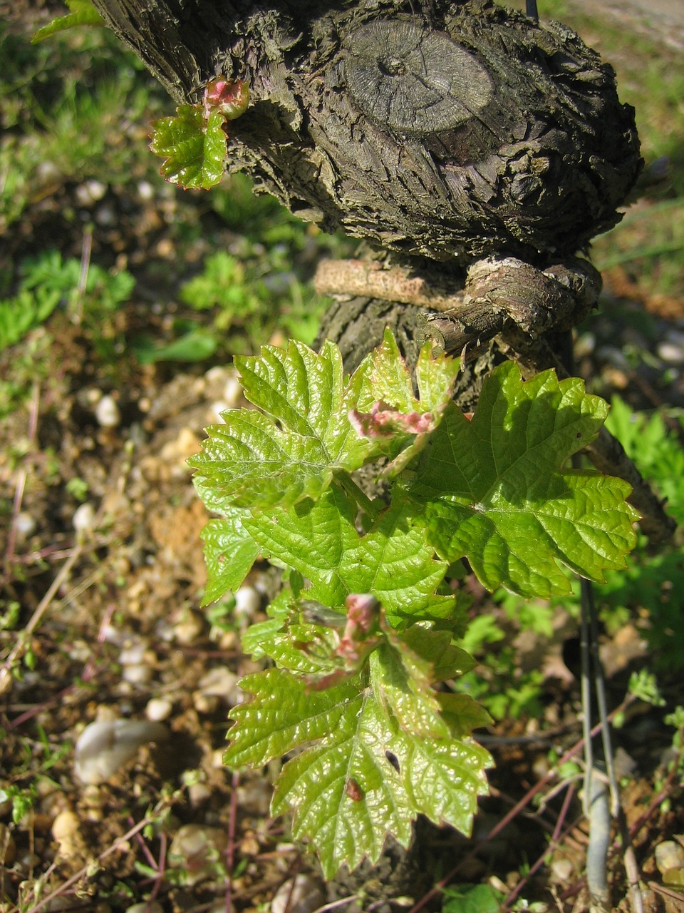 vines foliation bordeaux free photo