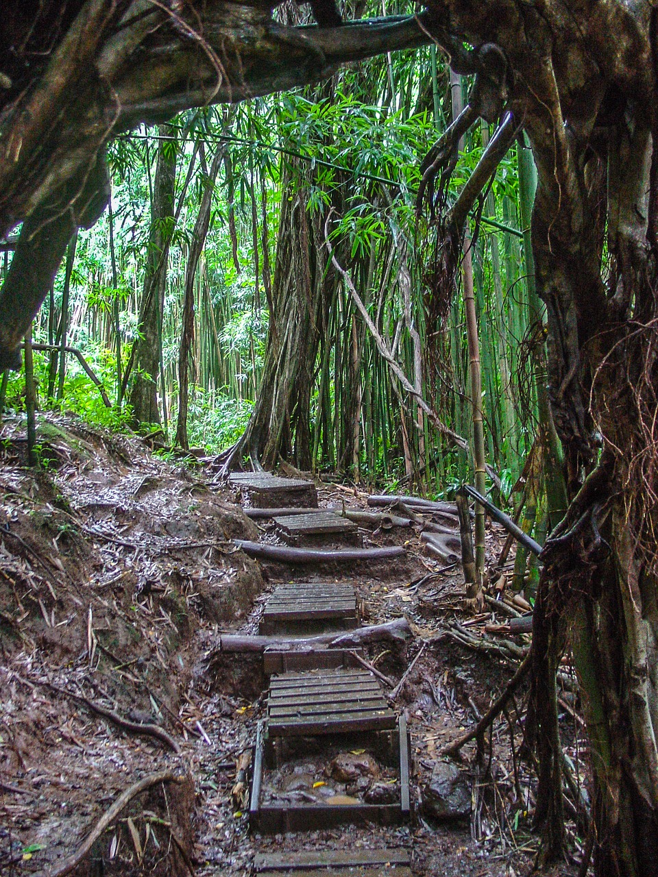 vines trees hawaii free photo