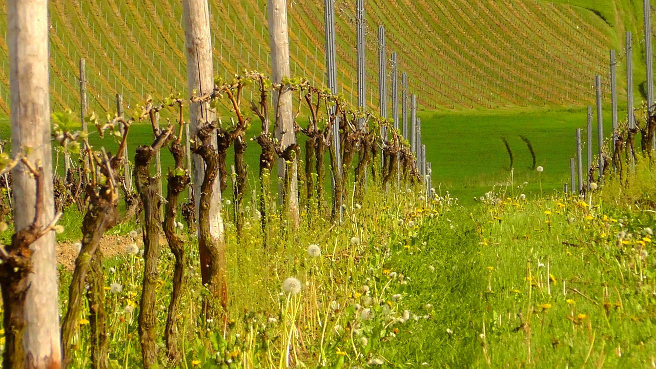vines vineyard grapevine free photo