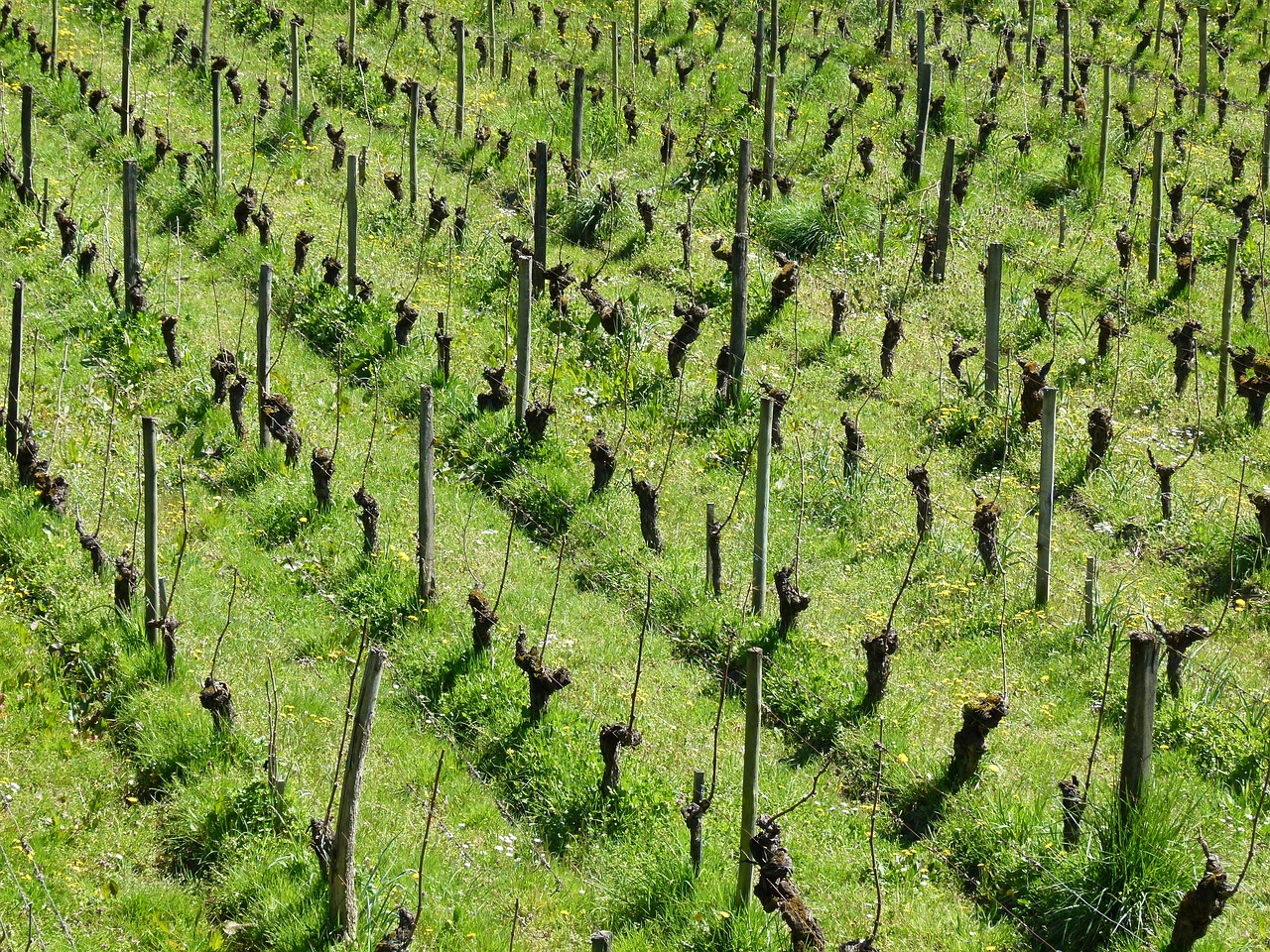 vines ceps vineyard free photo
