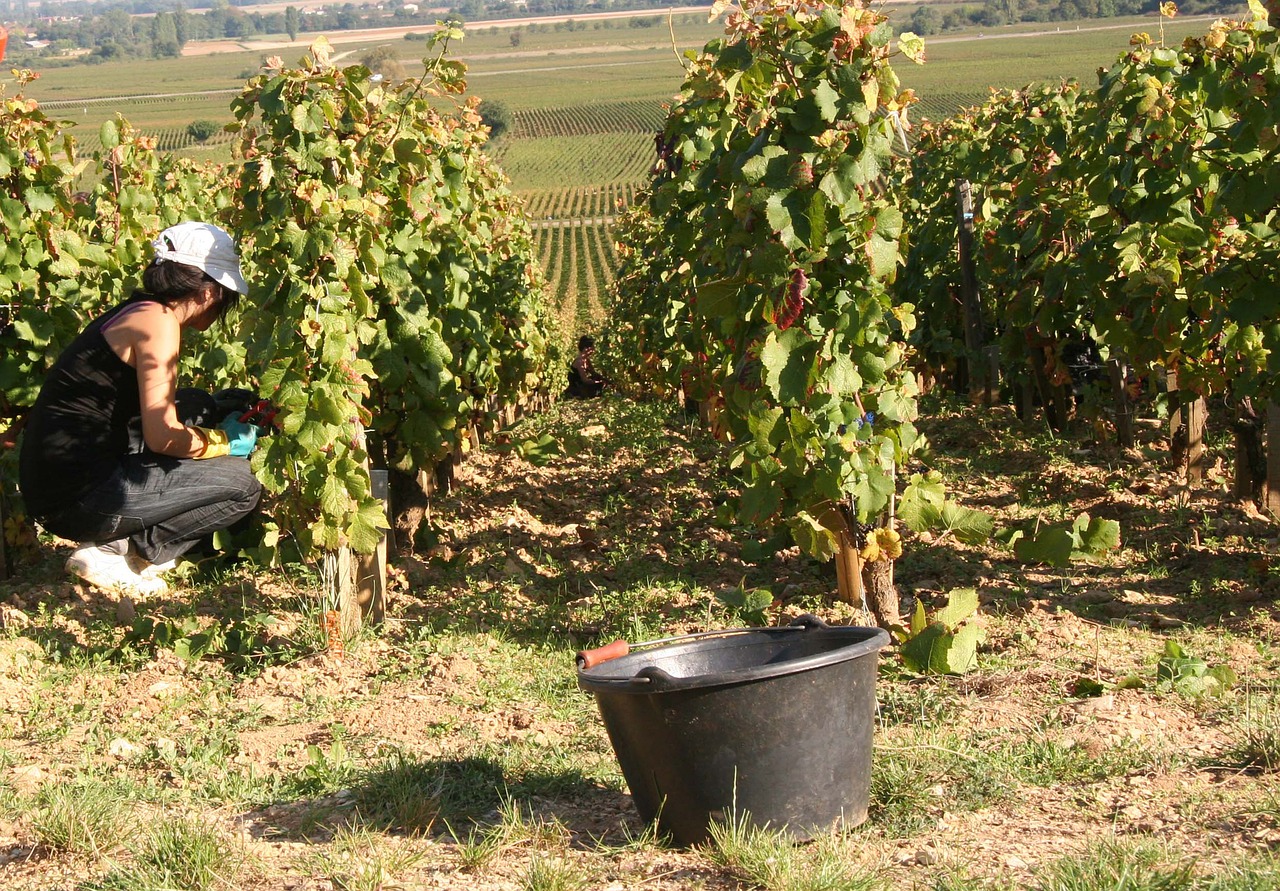 vines burgundy vineyard free photo