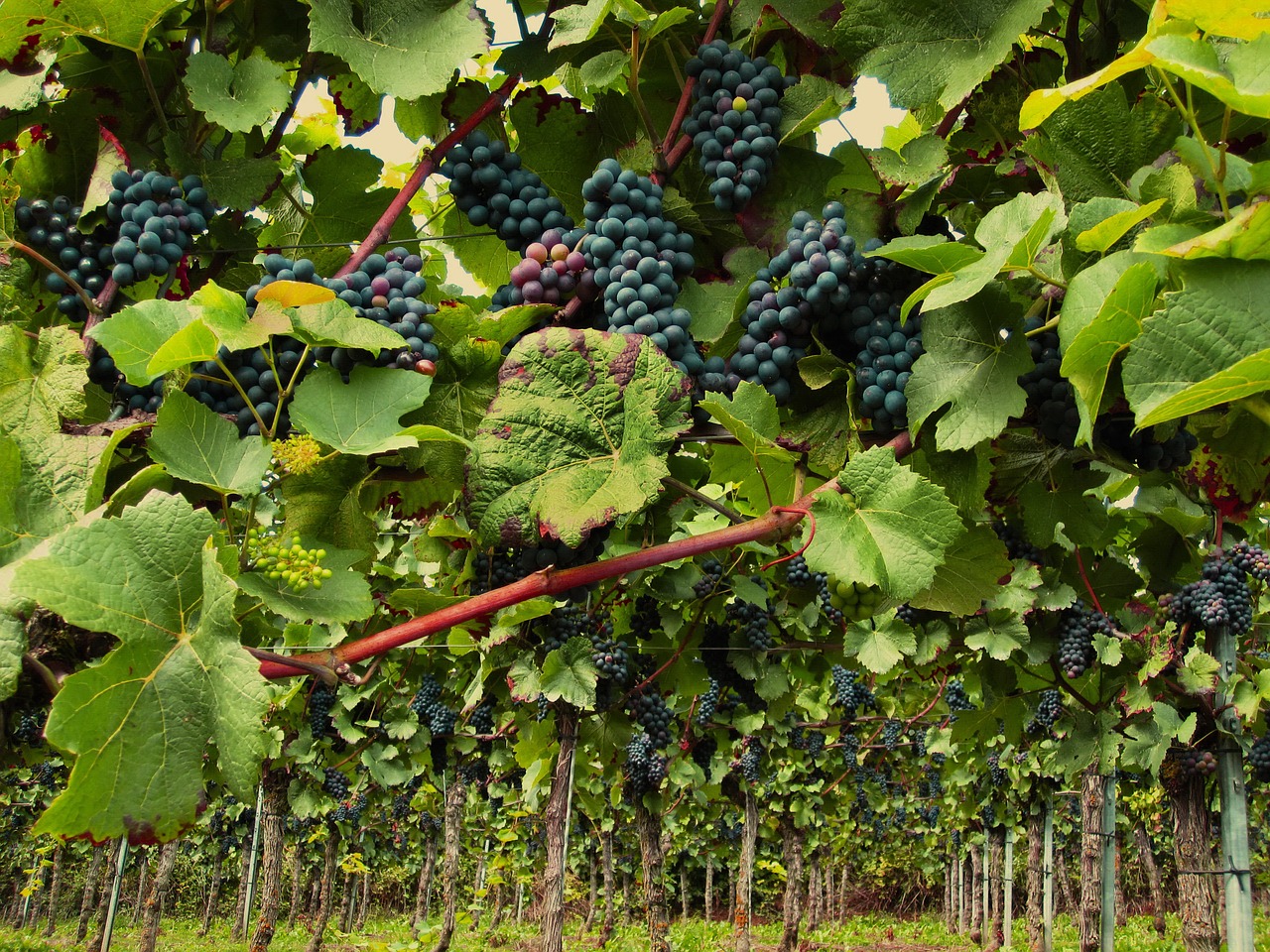 vines pinot noir grapevine free photo