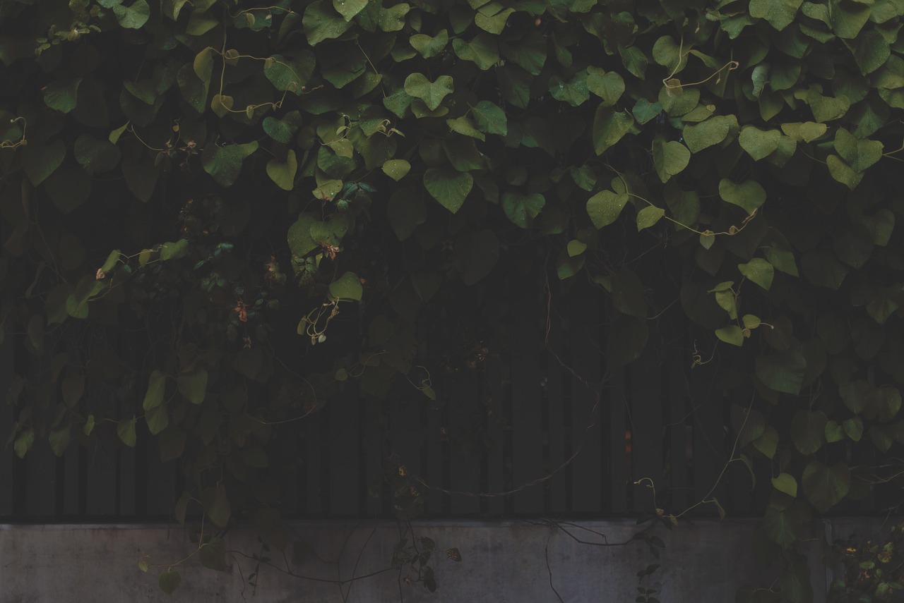 vines leaves fence free photo