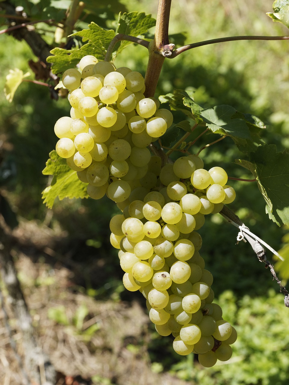 vines vineyards grapes free photo